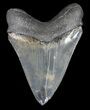 Serrated, Megalodon Tooth - Colorful Blade #62868-2